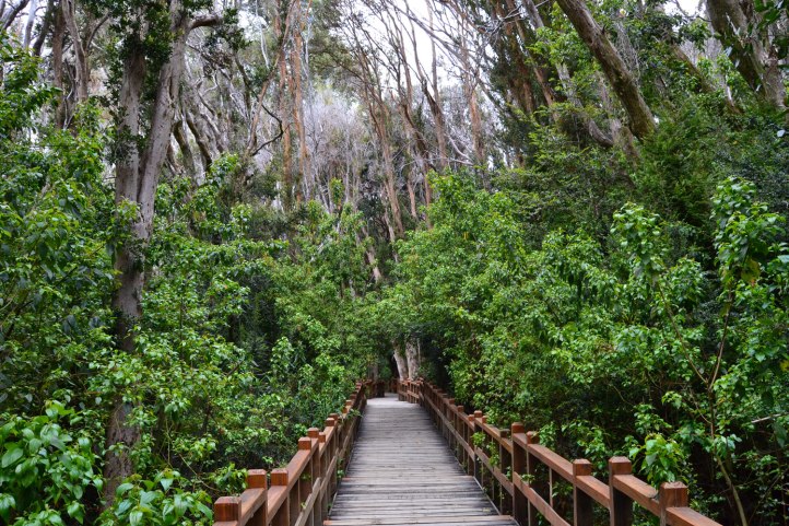 parque-nacional-los-arrayanes