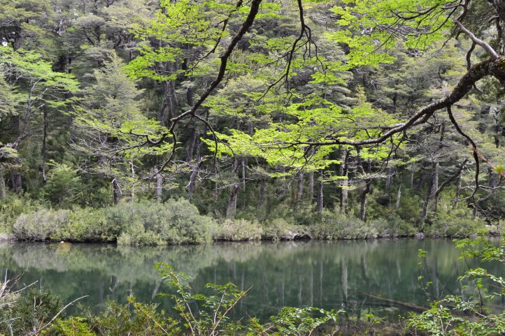 parque-nacional-huerquehue